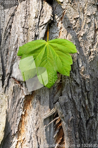 Image of leaf and copyspace