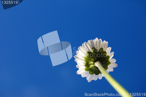 Image of daisy under blue sky