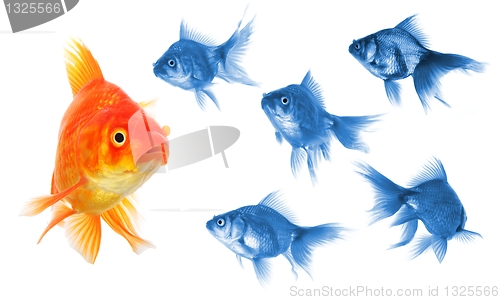 Image of goldfish