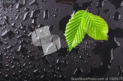 Image of leaf and black background