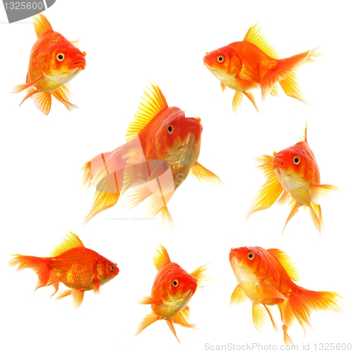Image of goldfish collection