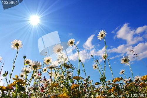 Image of flowers from below