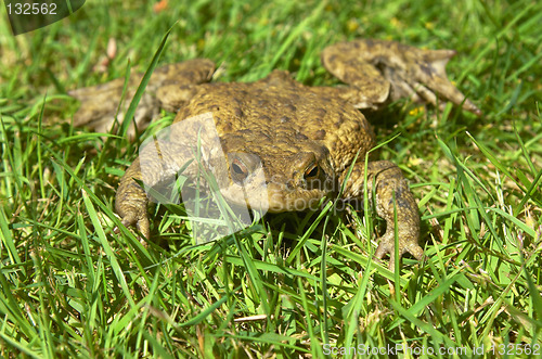 Image of Frog