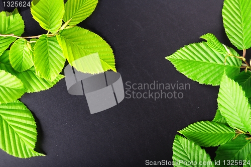 Image of leaves and copyspace