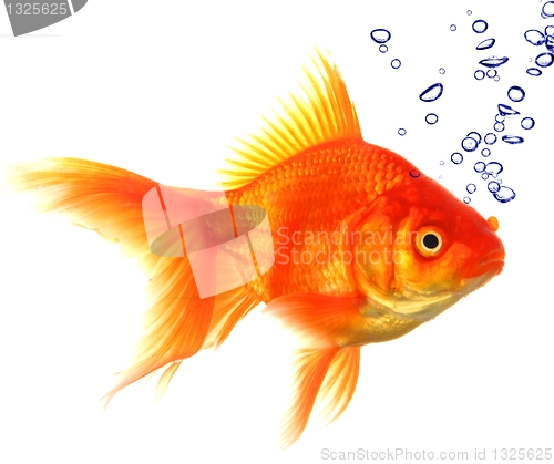 Image of goldfish