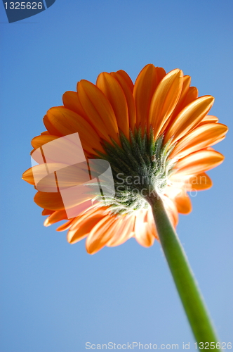 Image of Gerbera daisy