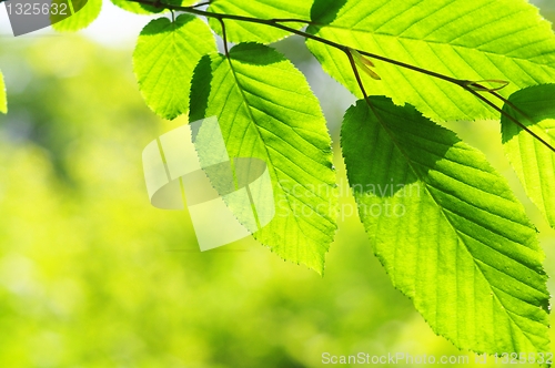 Image of leaves