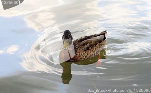 Image of duck