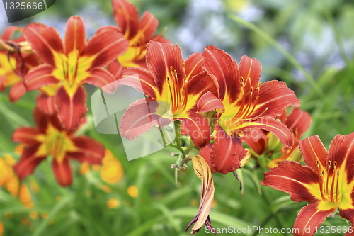 Image of flowers