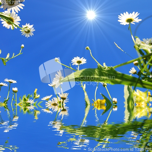 Image of daisy flower