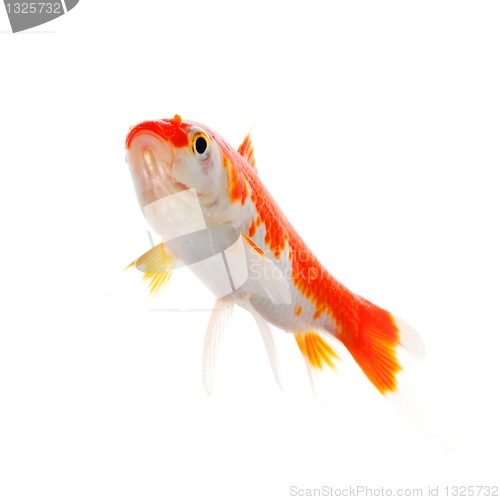 Image of goldfish