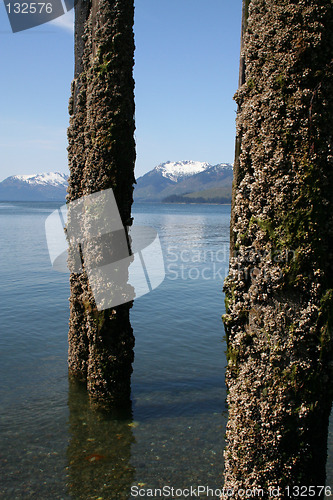 Image of Crusty Pilings