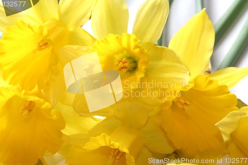 Image of Daffodils