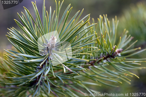 Image of Pine branch