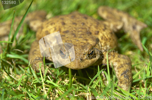 Image of Frog