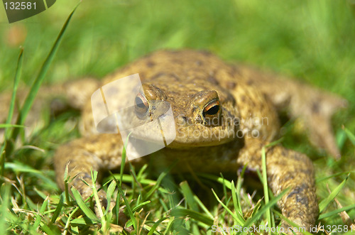 Image of Frog