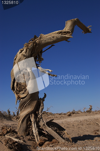 Image of Dead tree