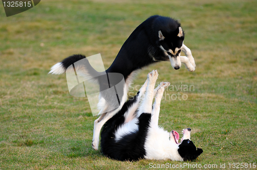 Image of Dogs playing