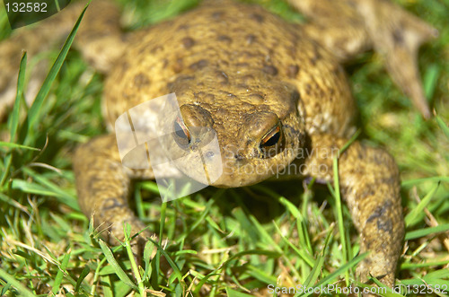 Image of Frog