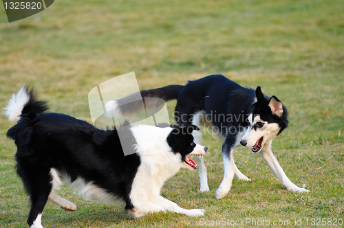Image of Two dogs playing together