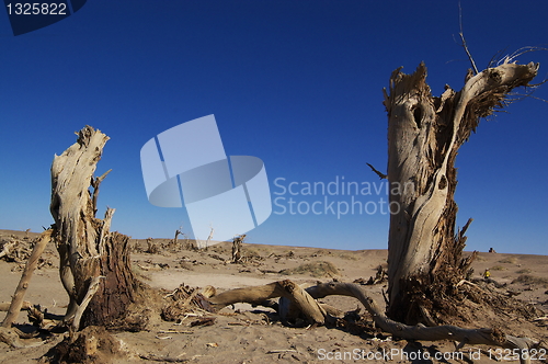 Image of Dead trees