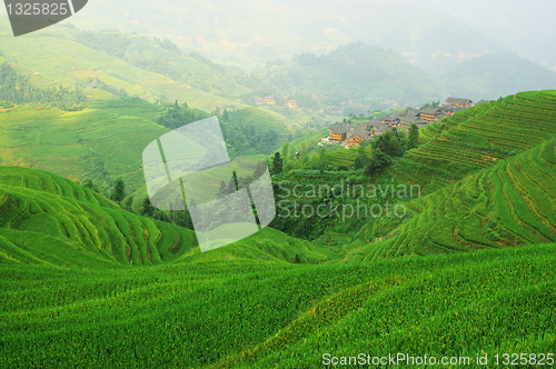 Image of Chinese green rice field