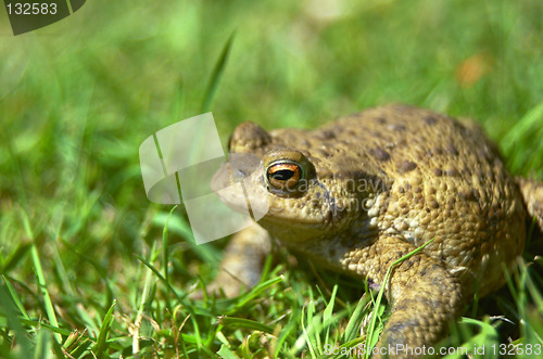 Image of Frog