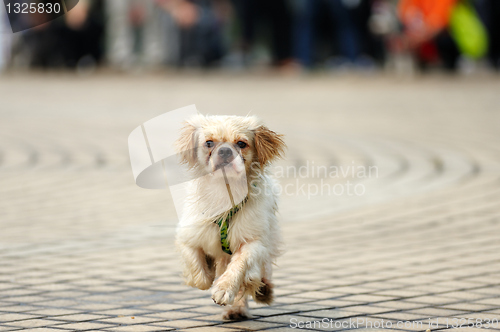 Image of Dog running