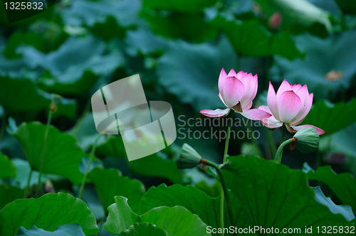 Image of Two Lotus flowers