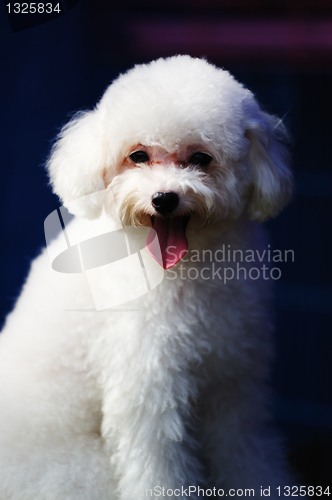 Image of Toy poodle dog