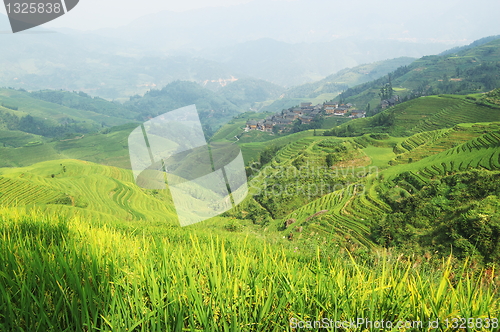 Image of Chinese green rice field