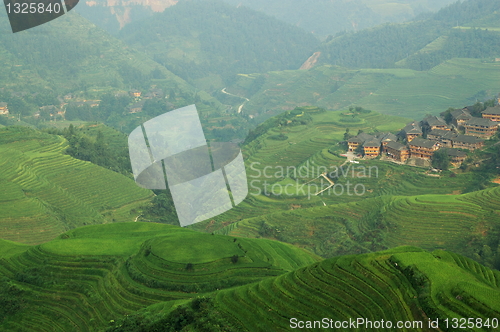 Image of Chinese green rice field