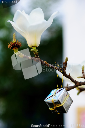 Image of Magnolia flower