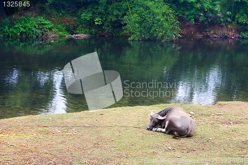Image of Water buffalo