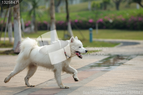 Image of Happy samoyed dog running 