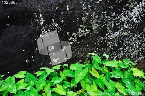 Image of Stone wall with plants