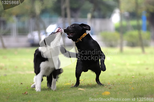 Image of Two dogs playing