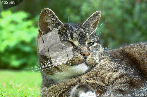 Image of old cat