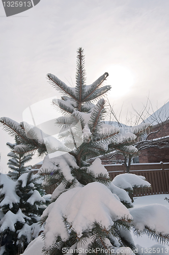 Image of Pine tree and snow