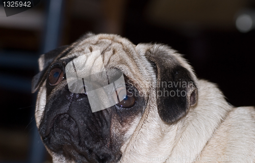 Image of Wrinkled dog