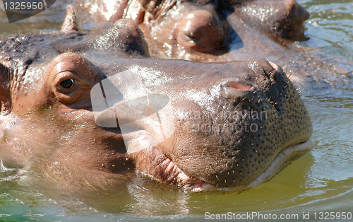 Image of Hippopotamus