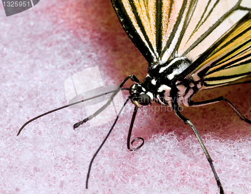 Image of Butterfly