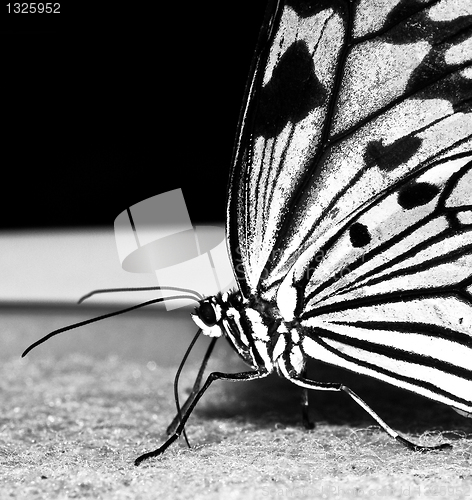 Image of Butterfly