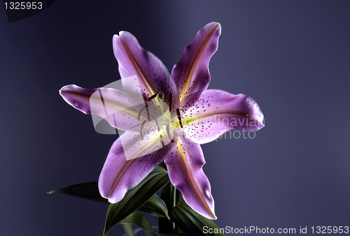 Image of Lily