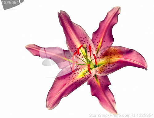 Image of Lily