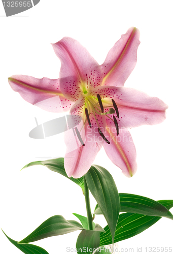 Image of Lily