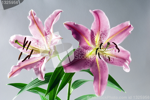 Image of Lily