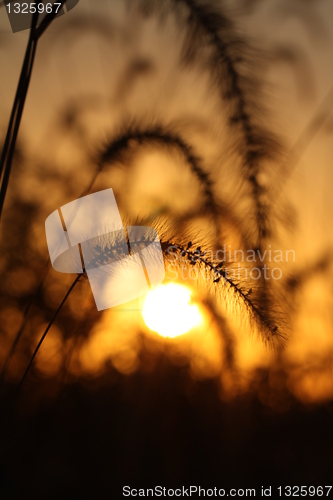 Image of field of grass and sunset