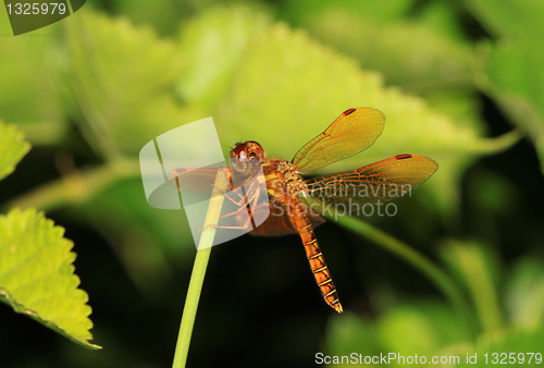 Image of dragonfly green stem (coleopteres splendens)