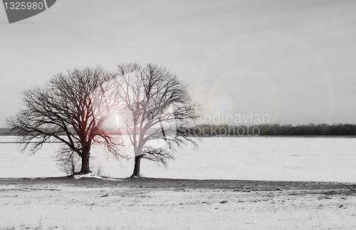 Image of two trees